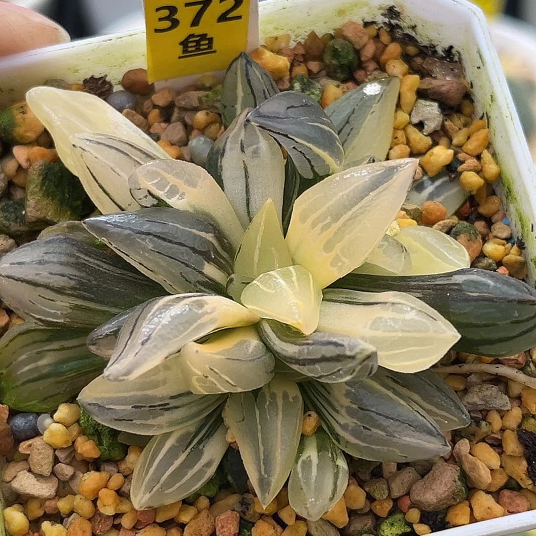 372西瓜寿锦福利福利