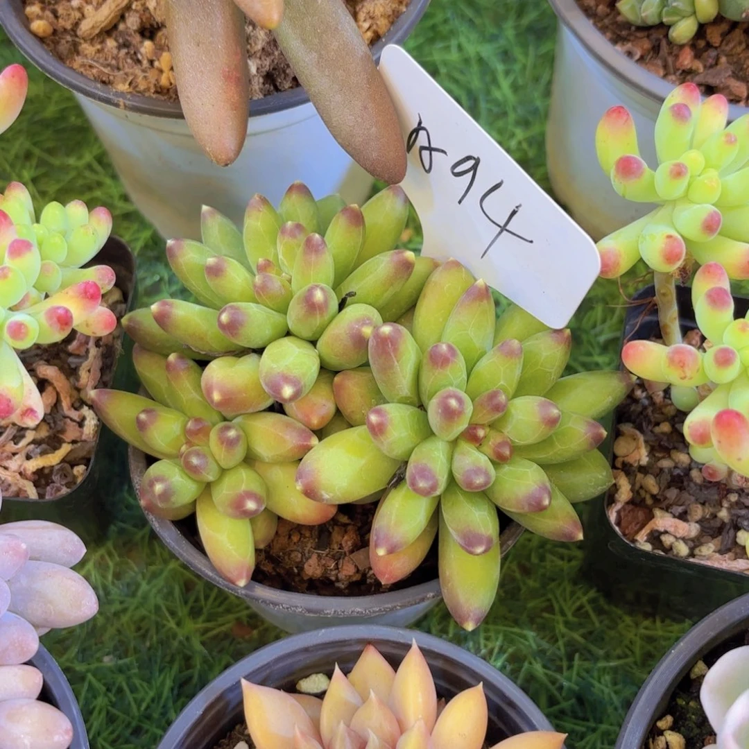 独***秋云南金致家精品多肉