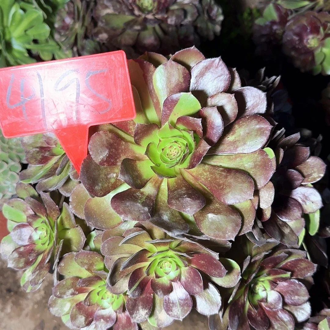 4195黑美人多肉法师