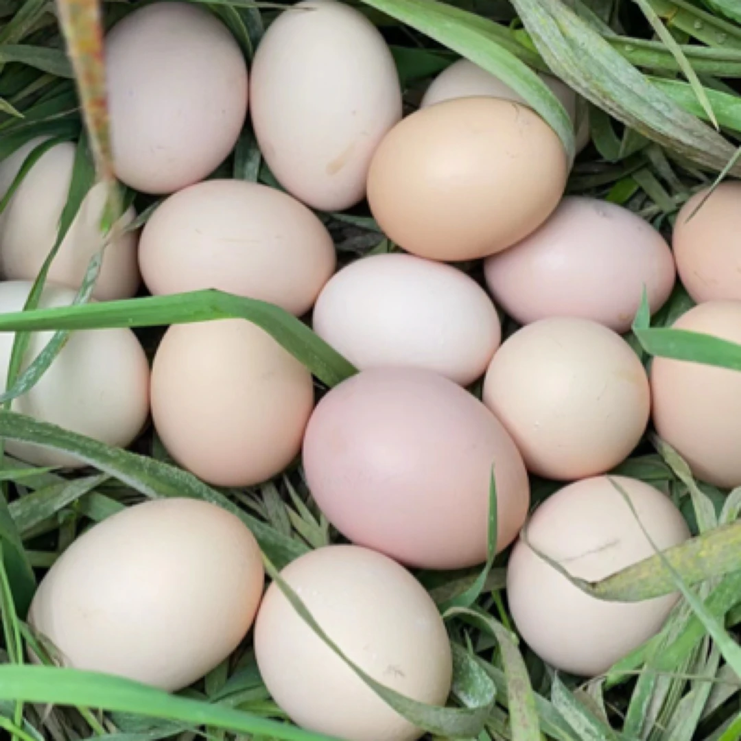 黄玉米土鸡蛋60枚，林间散养土鸡纯粮食喂养现捡现发新鲜美味