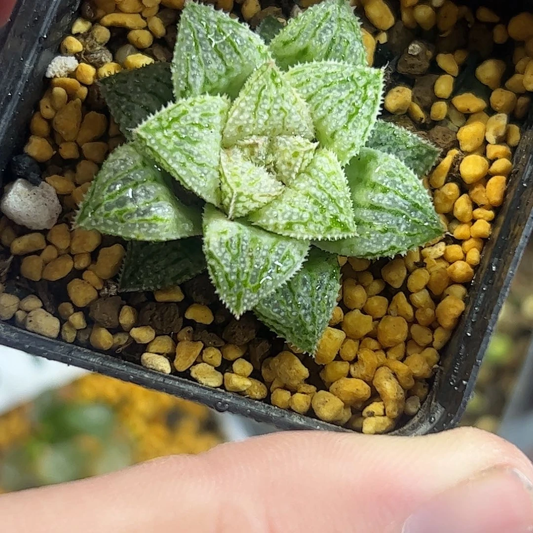 实生寿十二卷多肉植物满