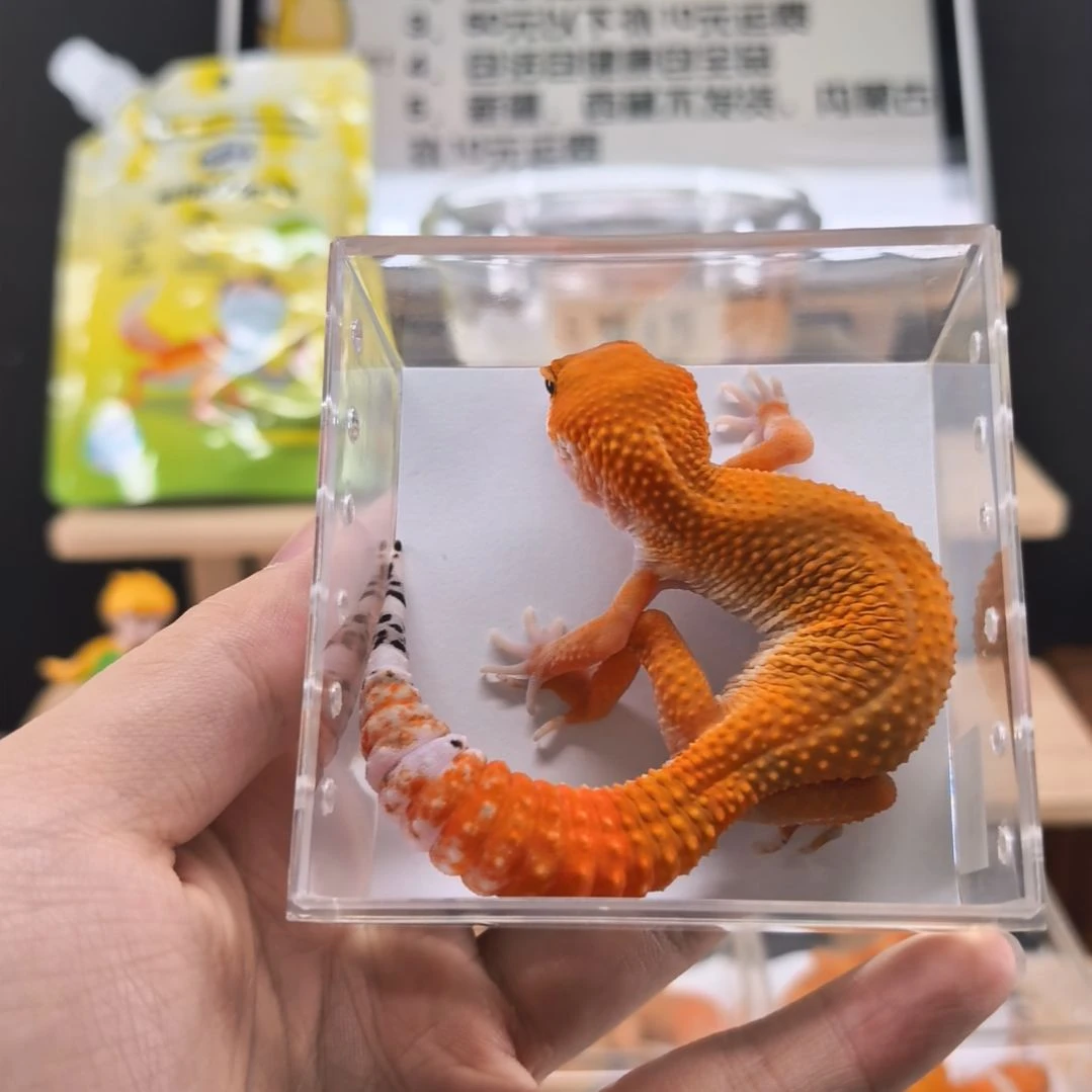 豹纹守宫蜜橘小亚成母7.16出壳