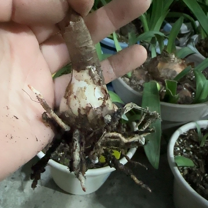 美丽舞者3cm，裸球发货