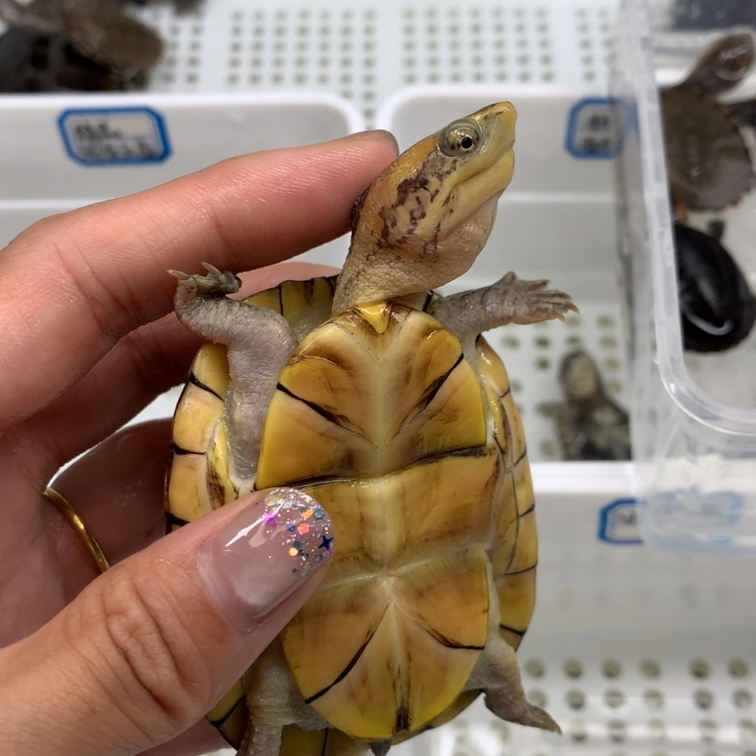 母宠物龟全品北唇卡7.1