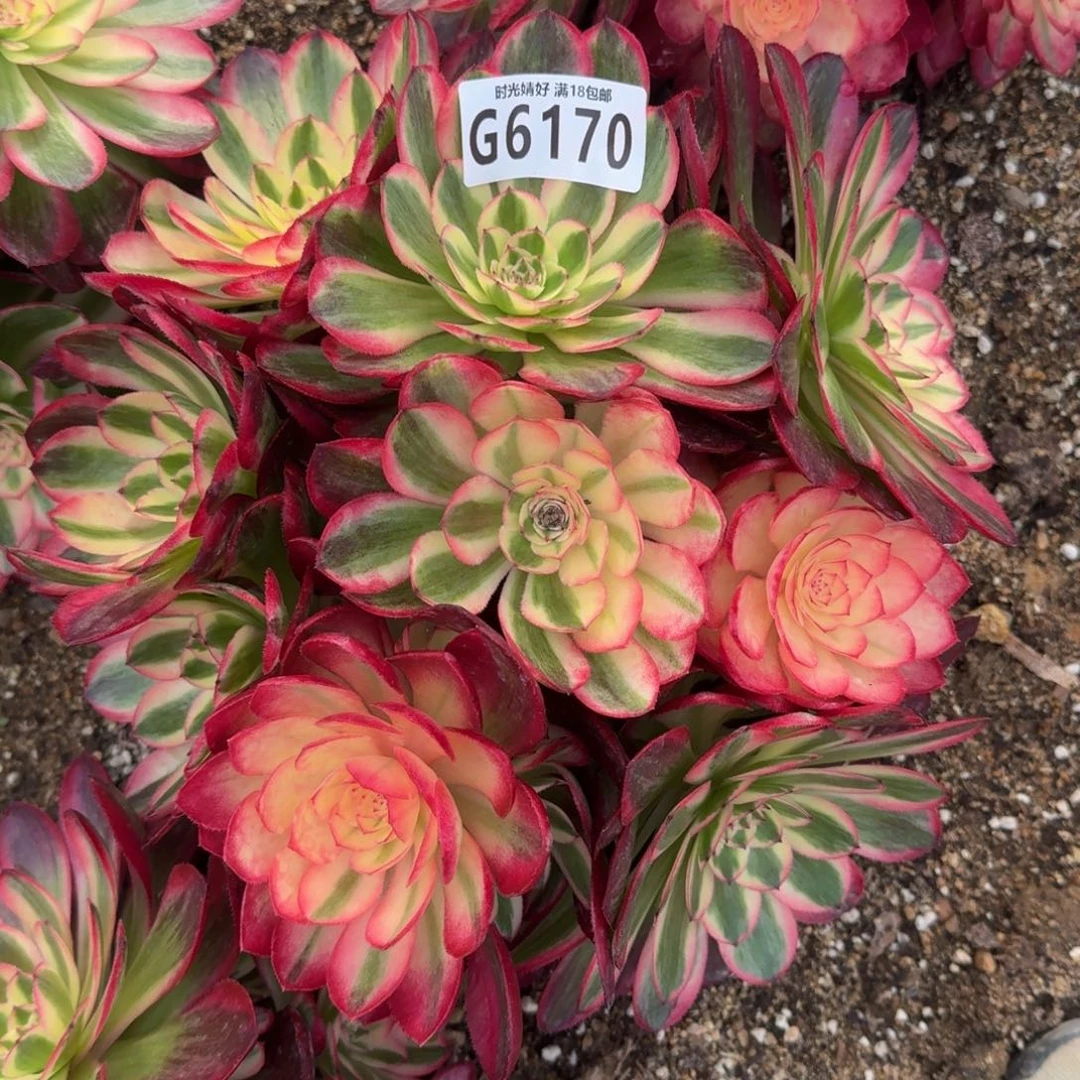 6170荔枝多肉植物