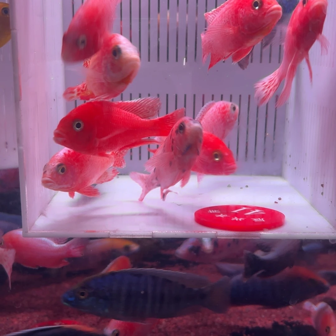 慈鲷鱼直播41号12条其中备损2条