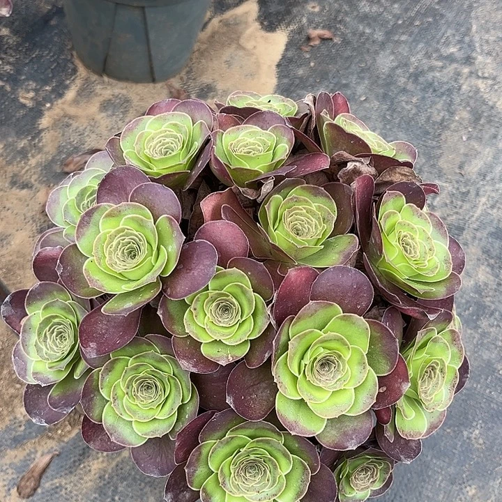 多肉植物瑰金60号
