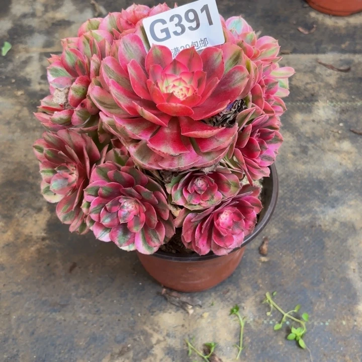 瑞妈多肉园艺391荔枝，