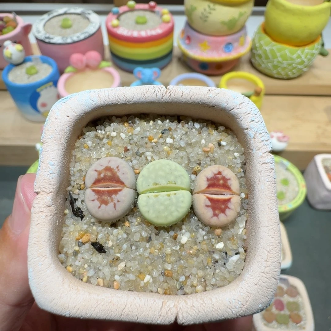 蘑菇303唇彩拼唇