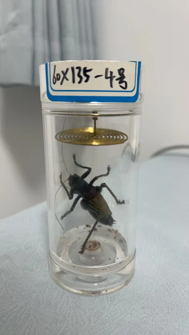 60×135罐里的蝈蝈 药蝈蝈