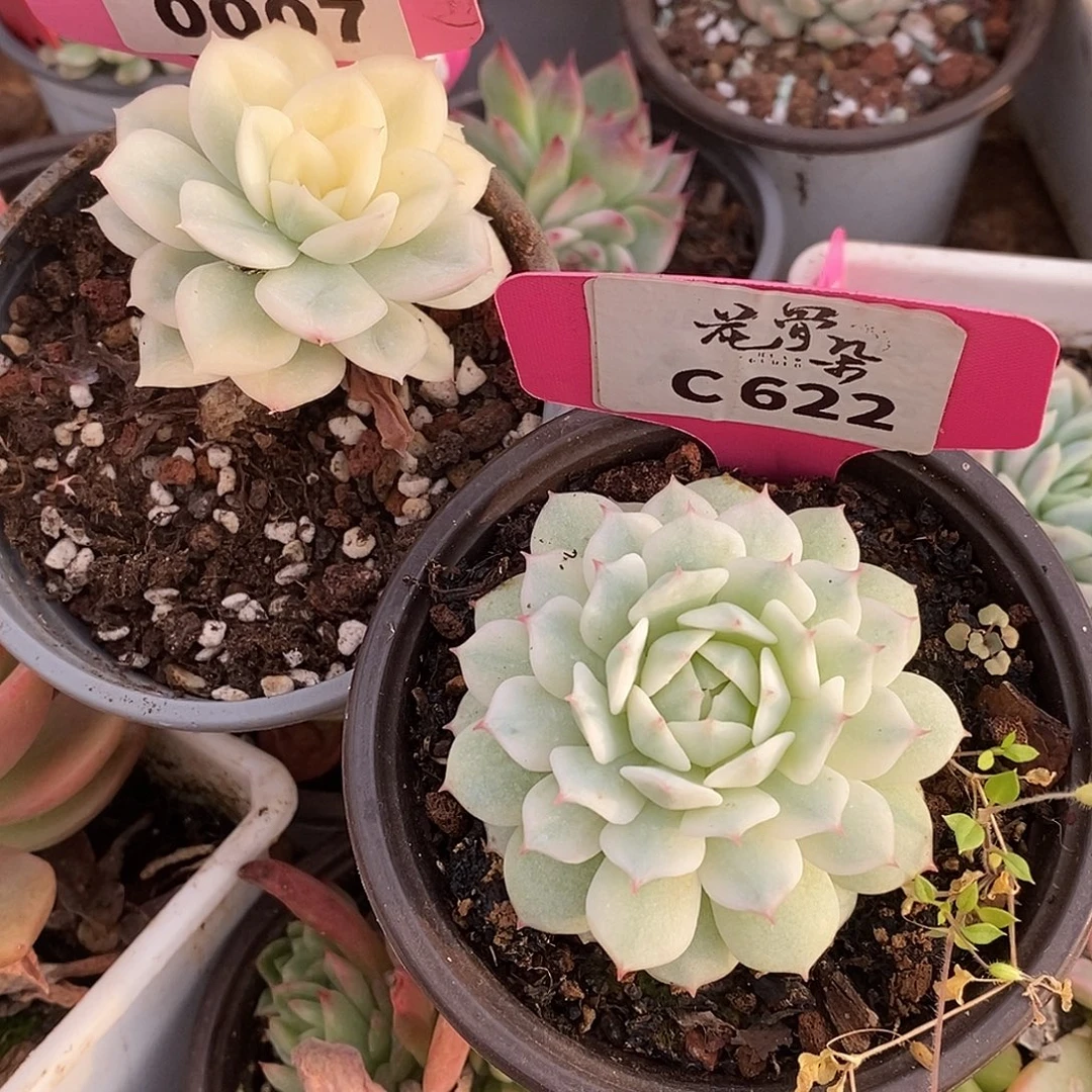 007，622两颗哈哈哈哈哈哈哈