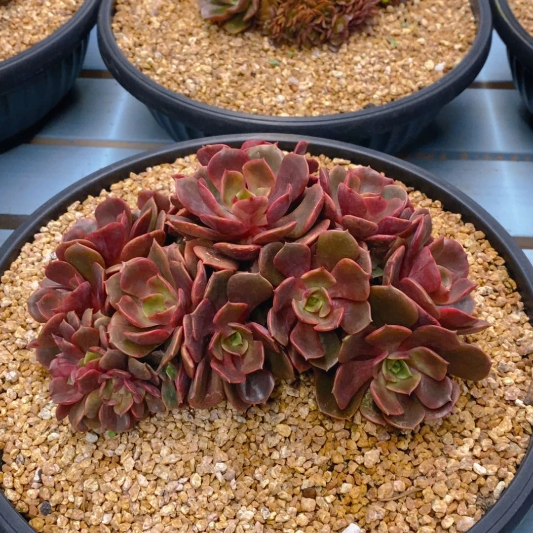 多肉植物一物一拍