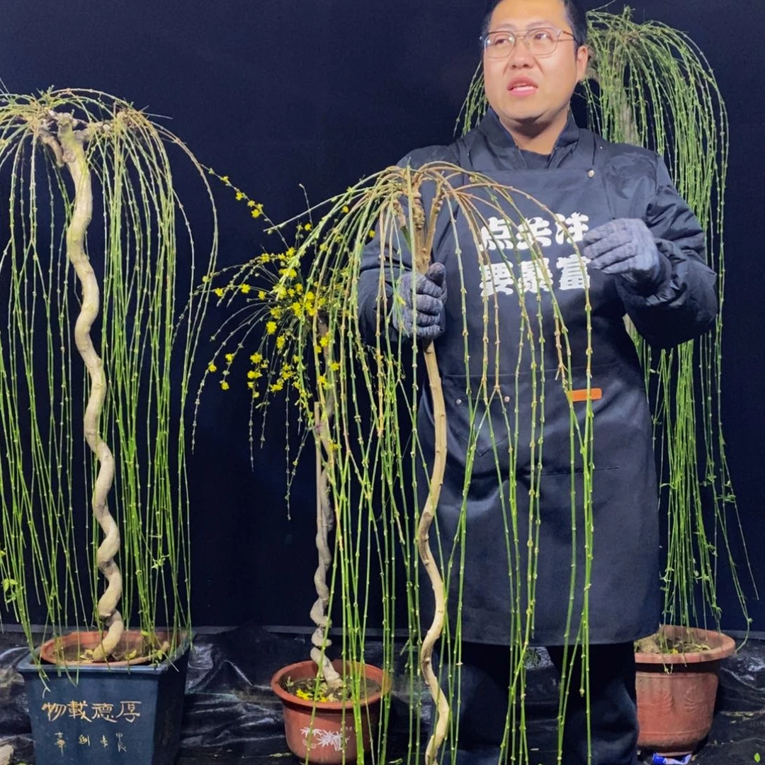 三台迎春，一物一拍，