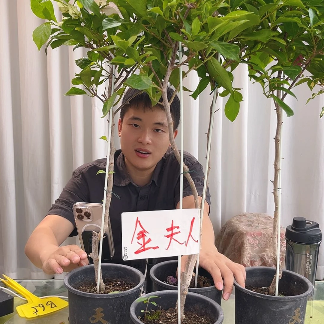 当前无花栽培后可以开花金夫人棒棒糖一颗