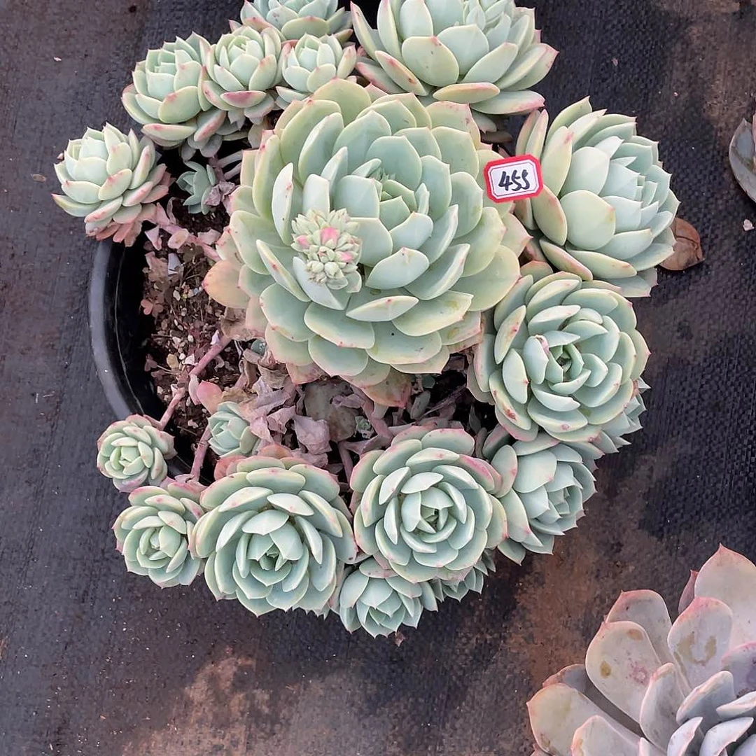 455恋曲 一物一拍多肉