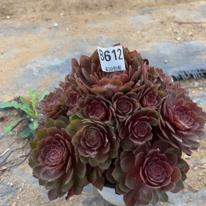 瑞妈多肉园艺，612，有个断指