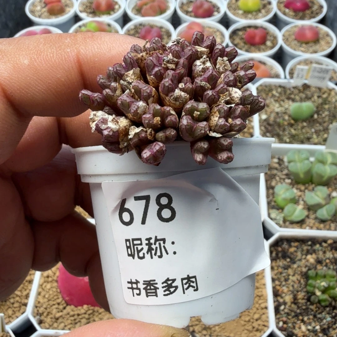 多肉植物多肉植物多肉植物