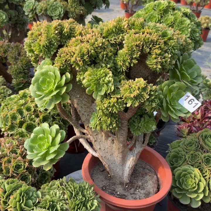 骐***）多肉植物绿羊绒缀161