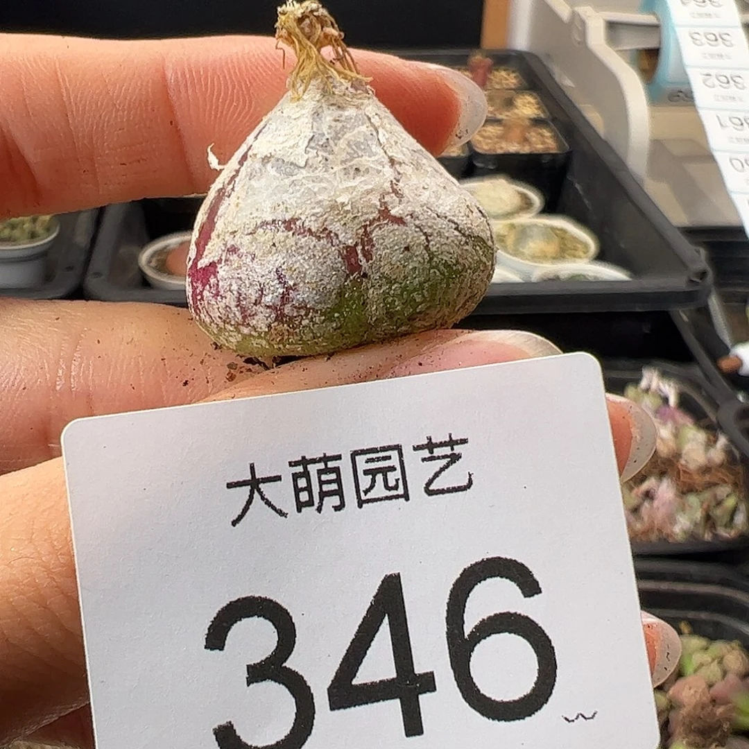 一物一拍           346