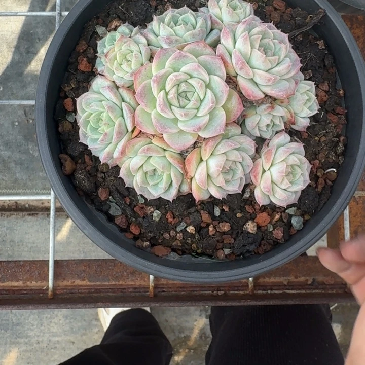 不知名珍妮多肉植物