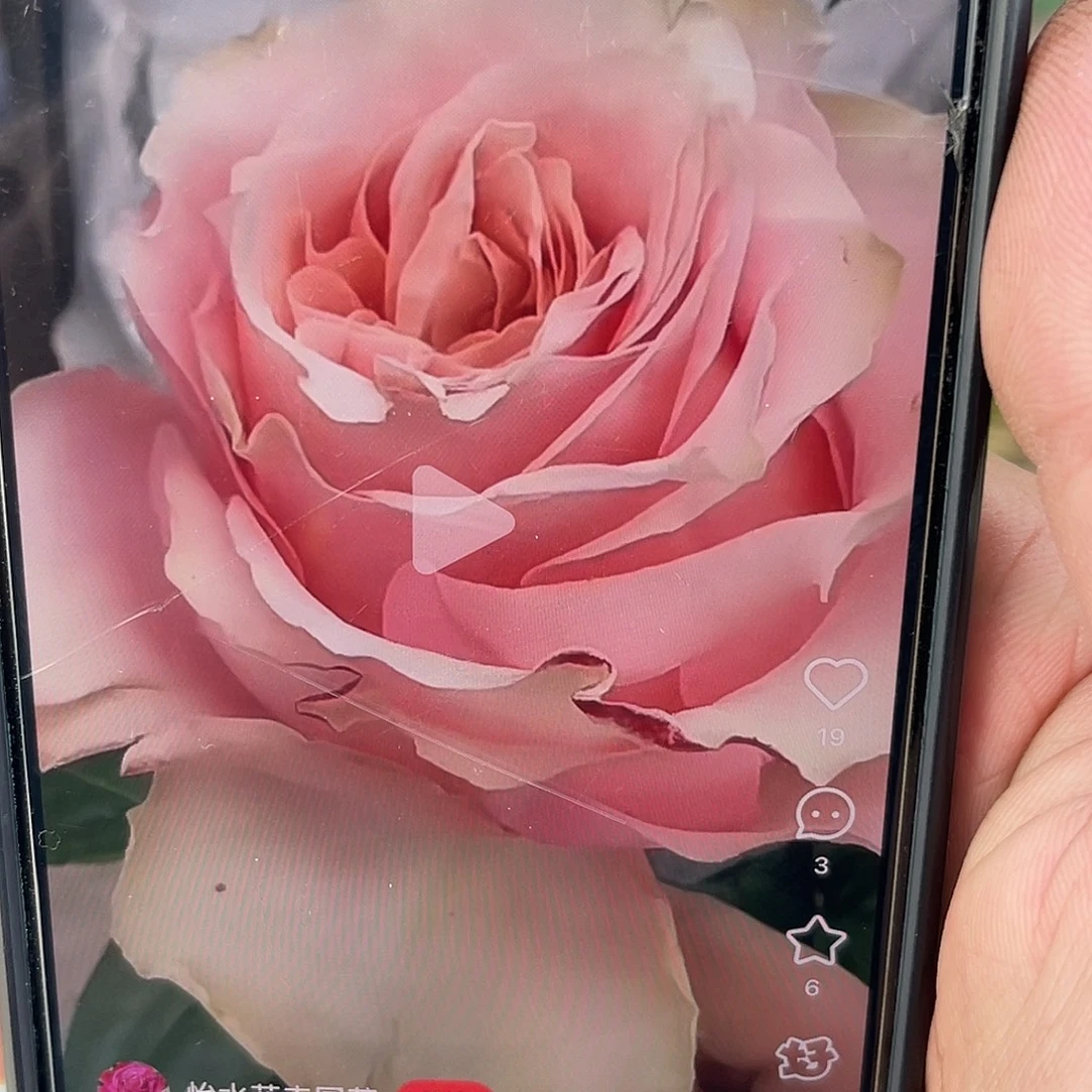 无花朵——-杰拉尔丁 福利款