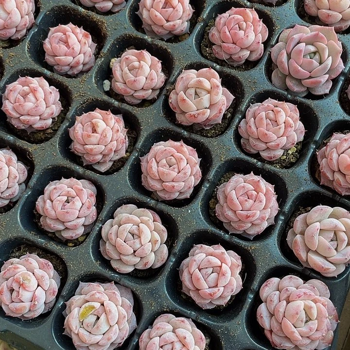 小恩宠1元带土发