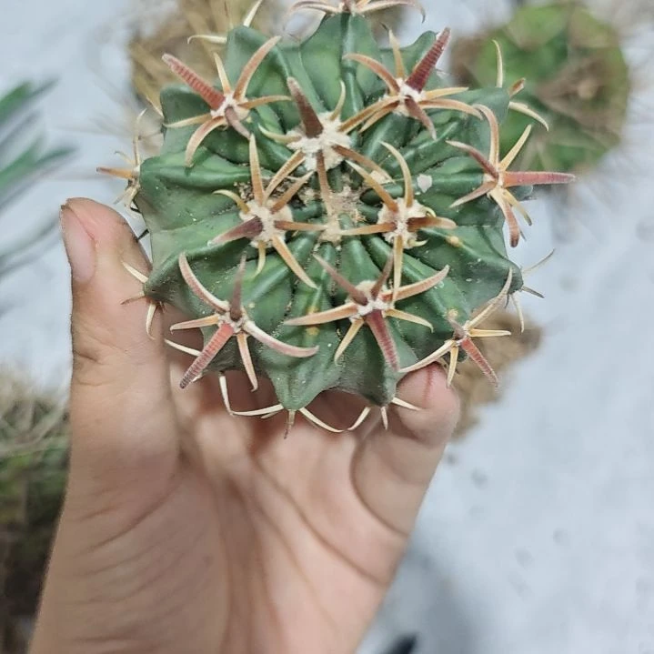 一物一拍,实生仙人球!