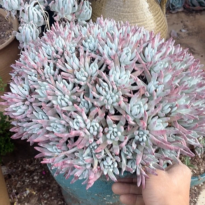 仙女杯多肉植物提取