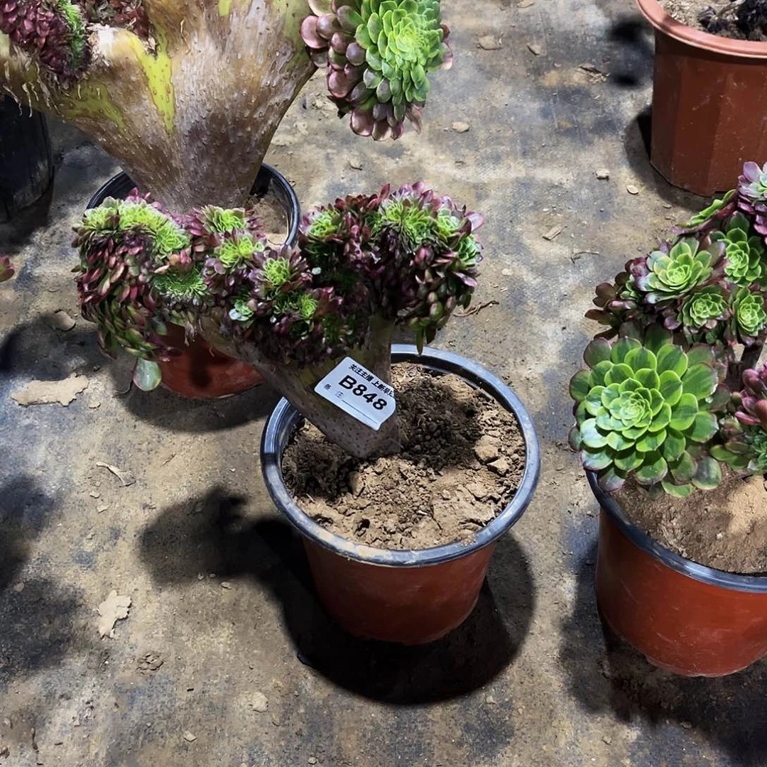 用****5多肉848嘉年华缀化