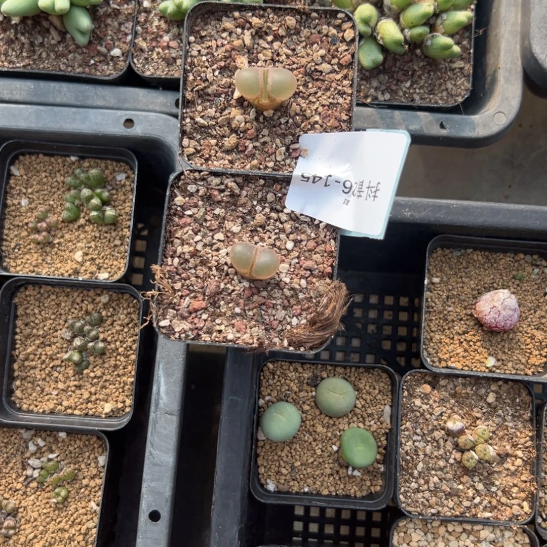 奏***乐26-145肉锥多肉植物，