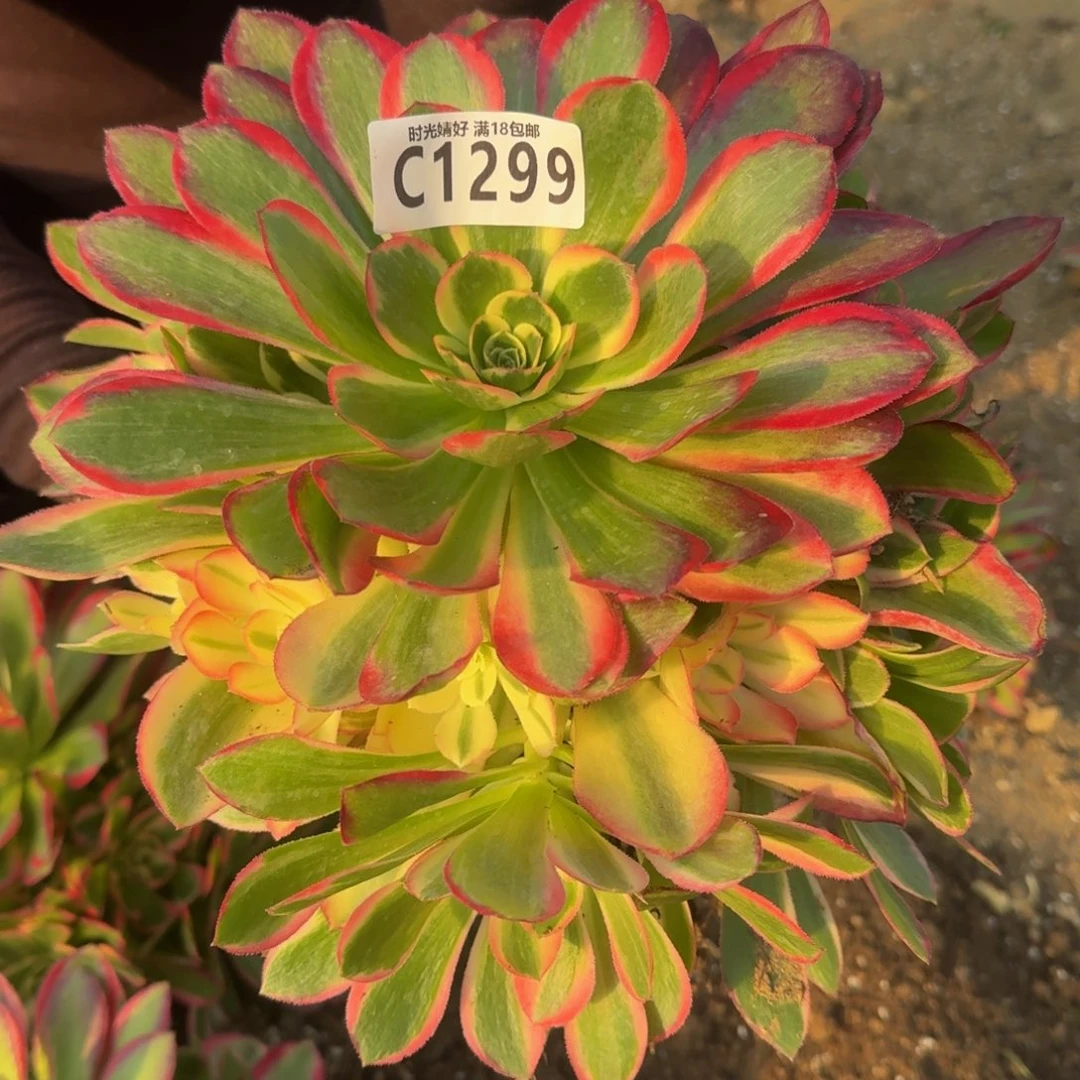 1299妖月。多肉植物