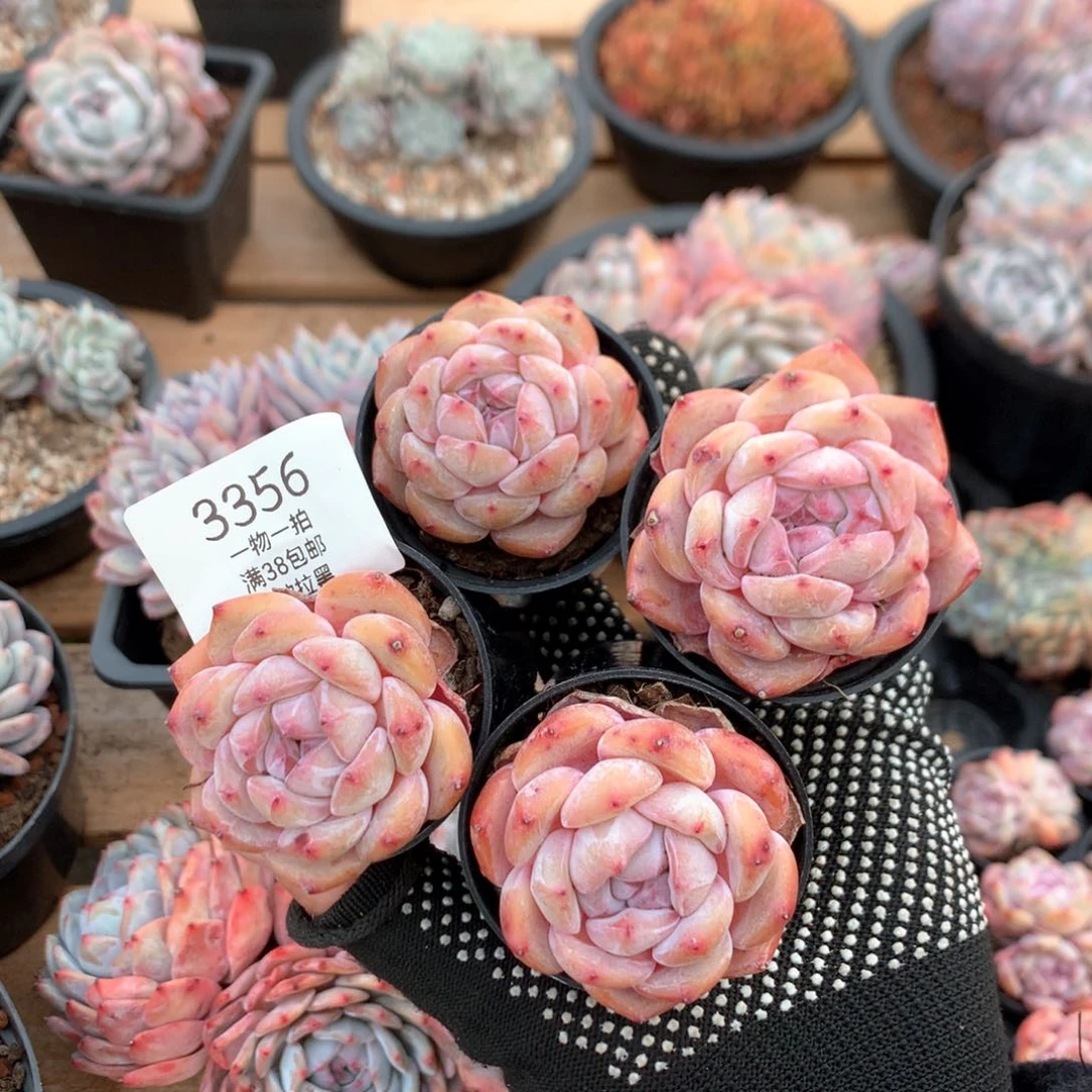 5厘米四颗石榴籽单头3356