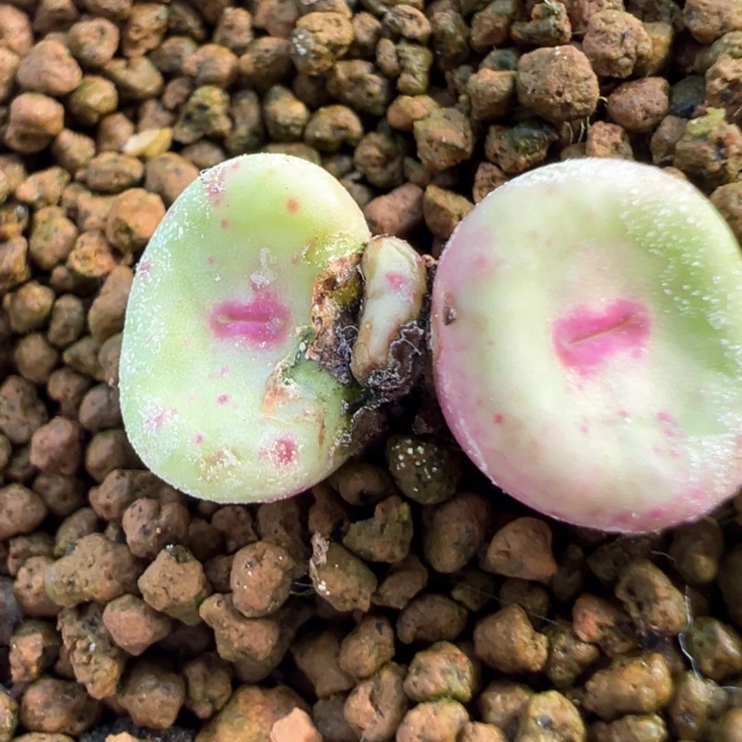 451号se产地嘴。