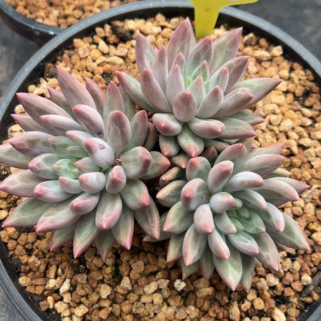 701043 羽毛纹虞美人宽体