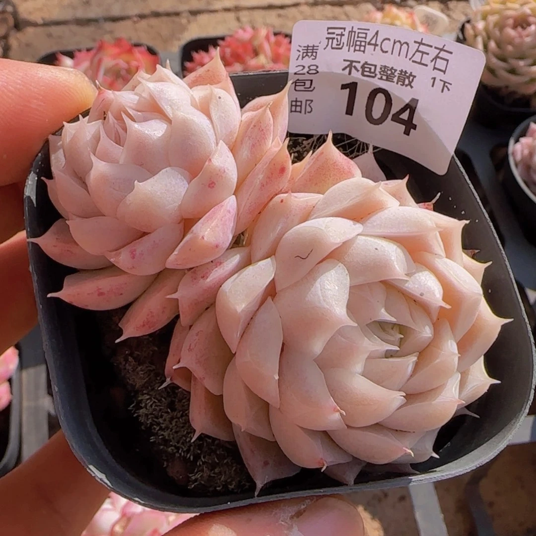 全场满28包邮女王精控