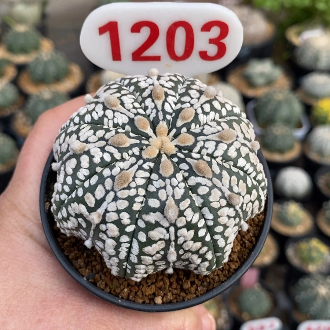 1203浓白连线海星福利