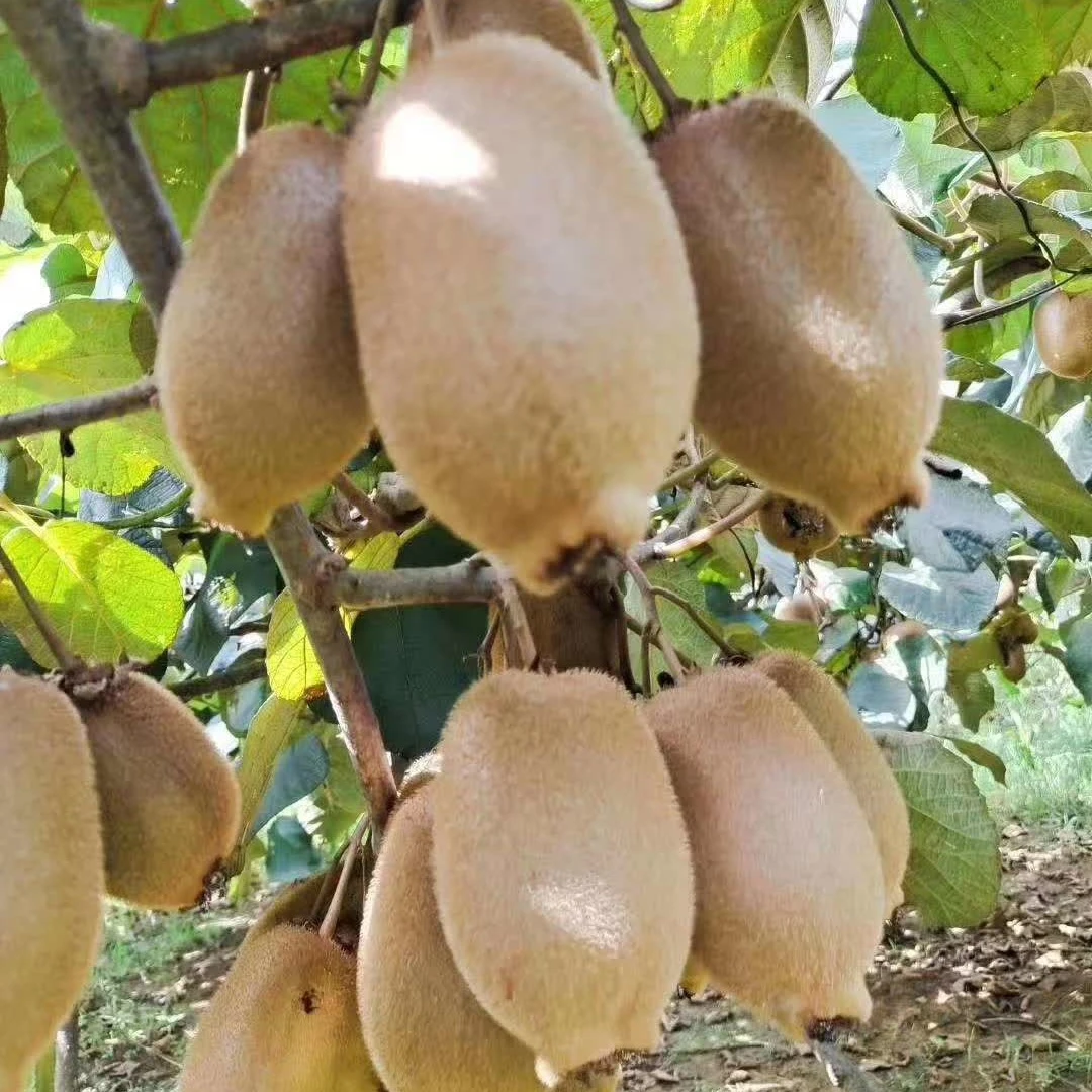 正宗湖南绿心猕猴桃新鲜现摘鲜甜多汁应季水果孕妇可食