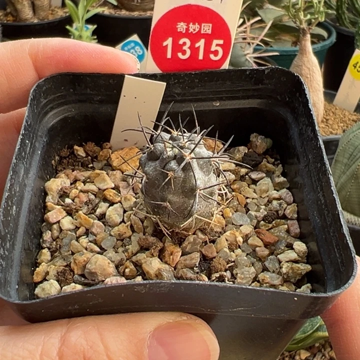 实生龙爪球栗星玉1.9cm