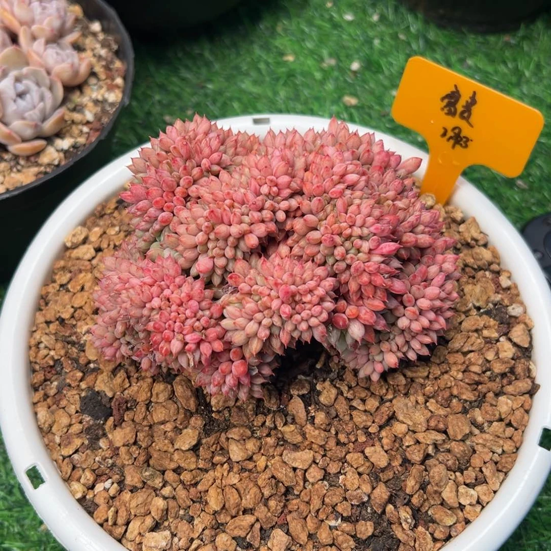 一物一拍链接，富贵寄养