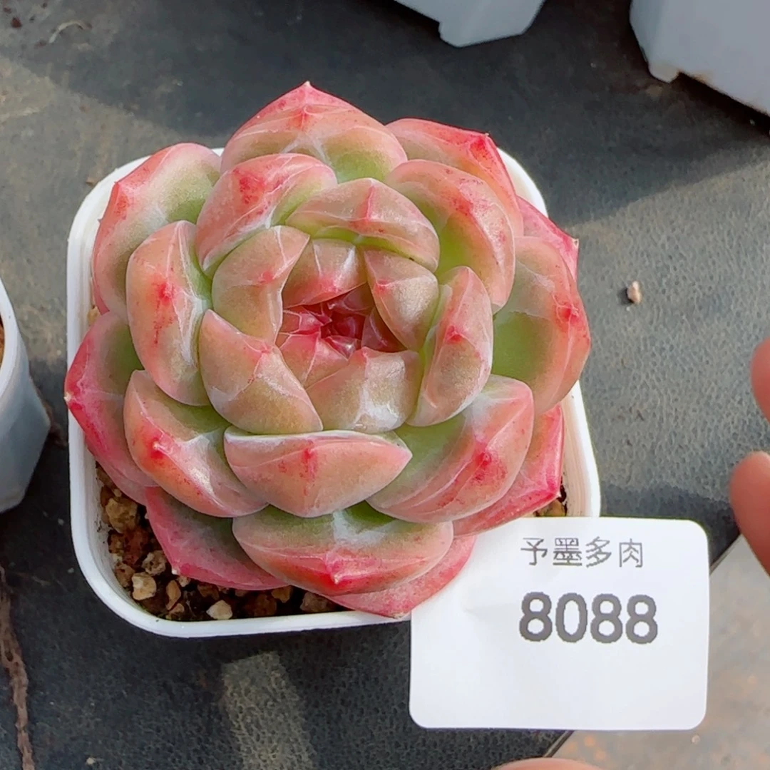 栀子花，8088多肉植物