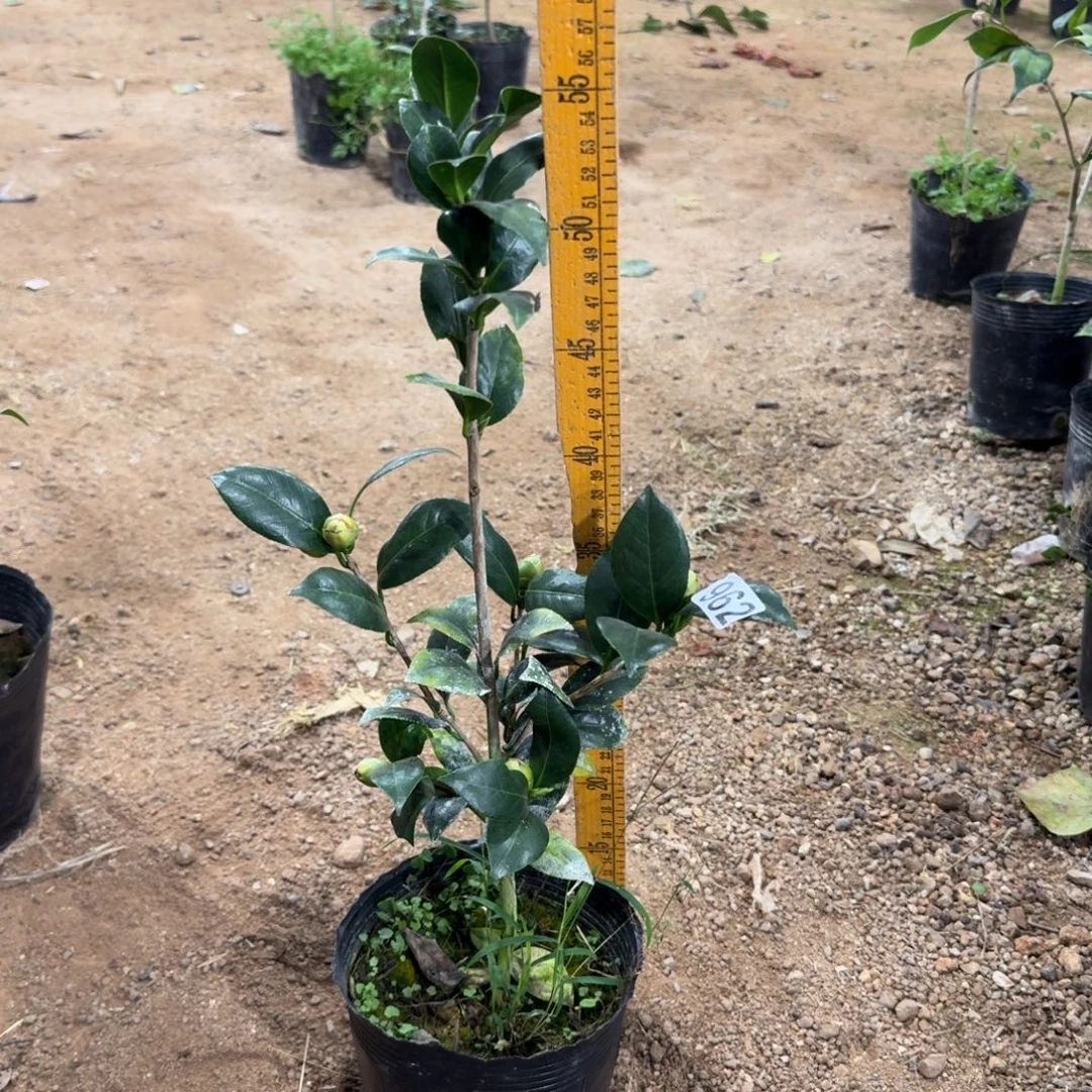 少量花朵（建议范围：2朵-5朵 或40%以下）962黄达