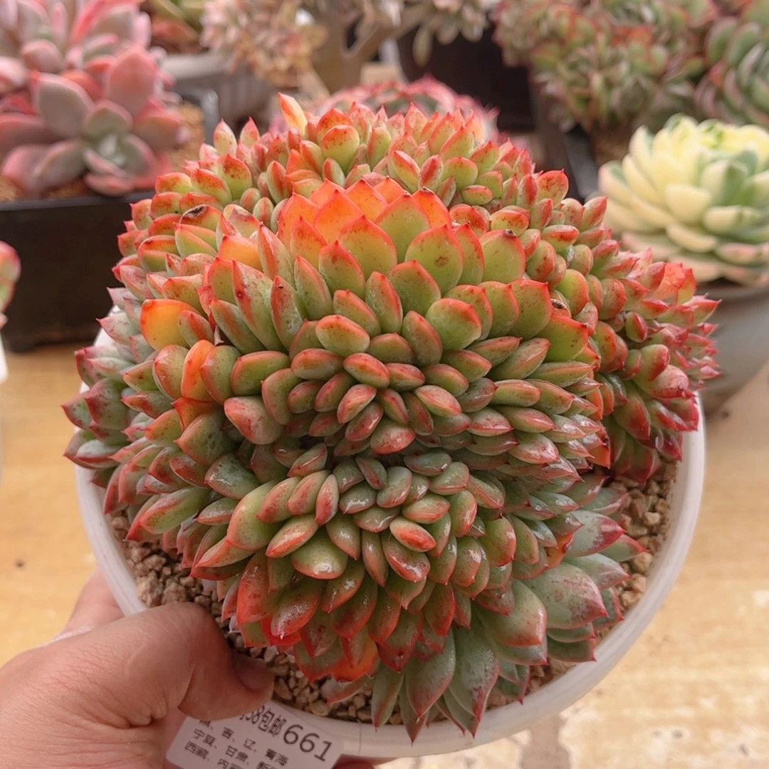 661勇敢缀德华多肉