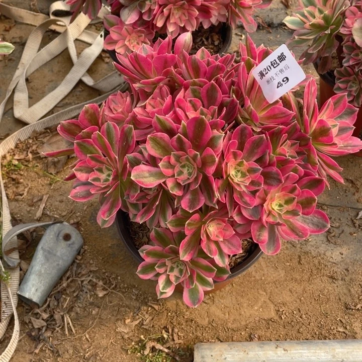 49女妖法师多肉断枝不售后