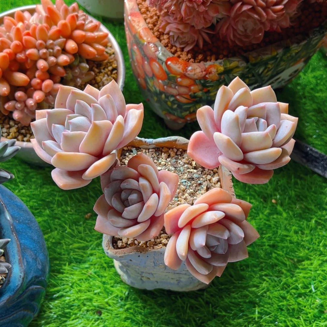 M小姐姐111111寄养