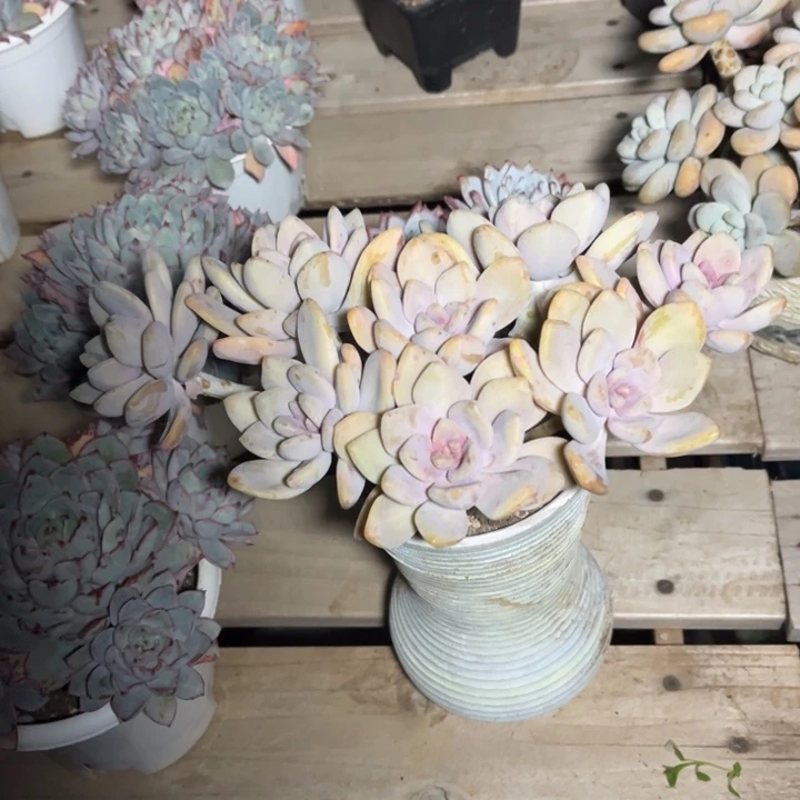 东美人多肉植物8223