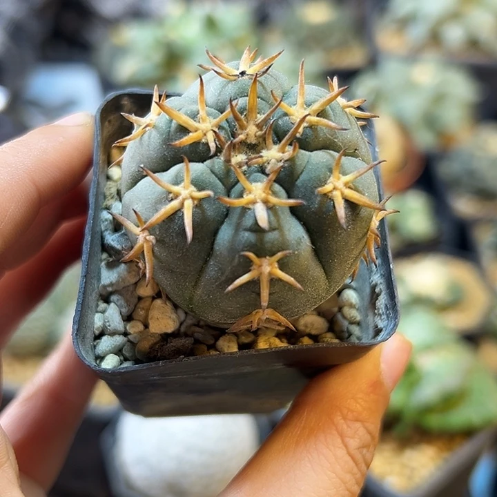 实生猫爪4公分带盆