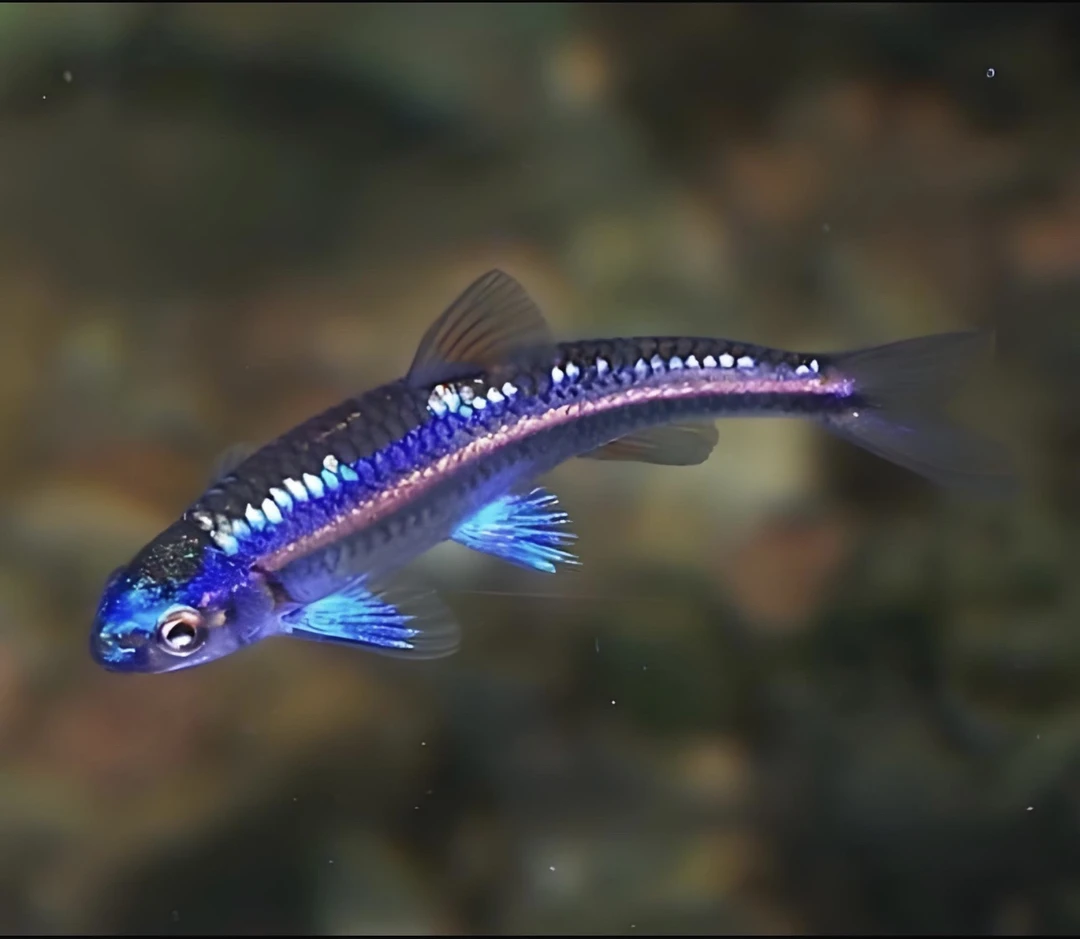 铃沐涵 紫光精灵鱼淡水观赏鱼小型冷水鱼热带鱼混养除藻工具鱼