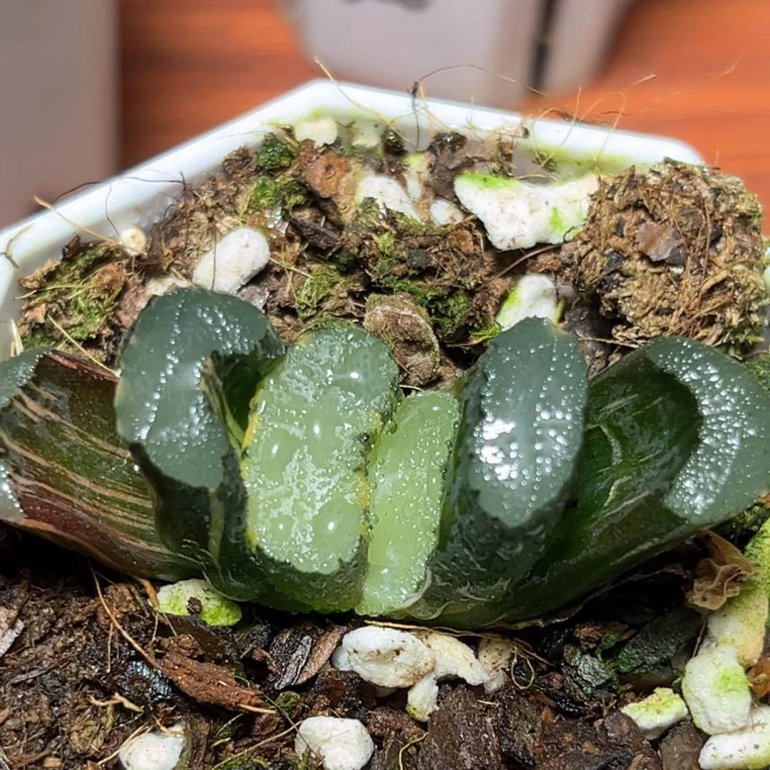 恭喜发财大吉大利426