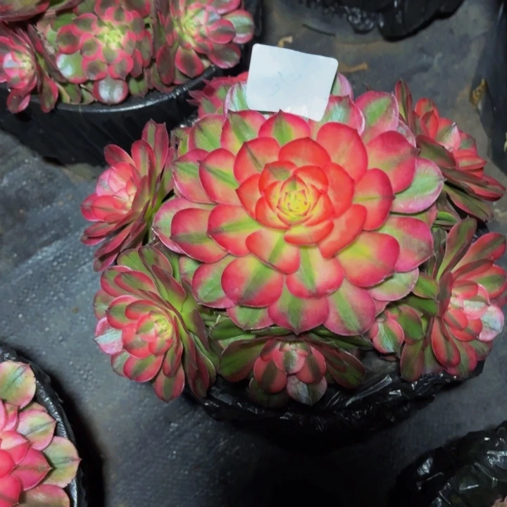 云南荔枝好看39号