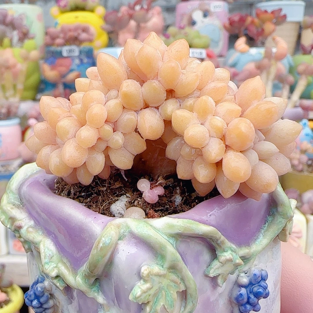 L 奶酪杂交缀化 盆口4cm